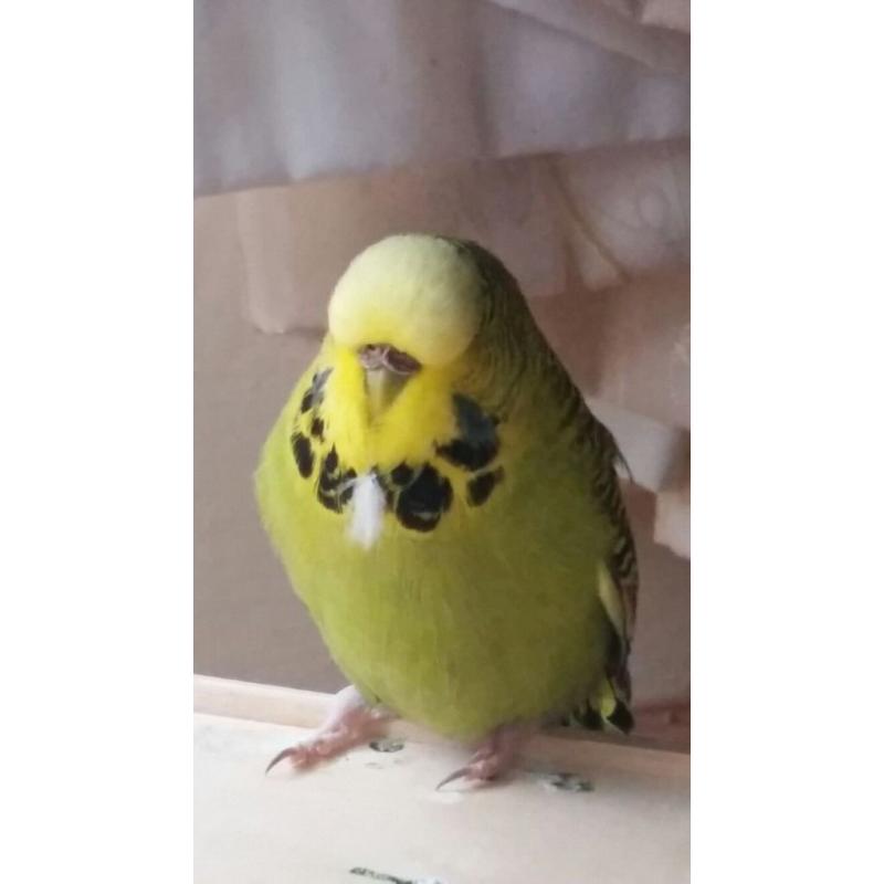 Budgie with cage