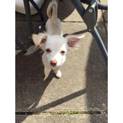 Pixie the chihuahua