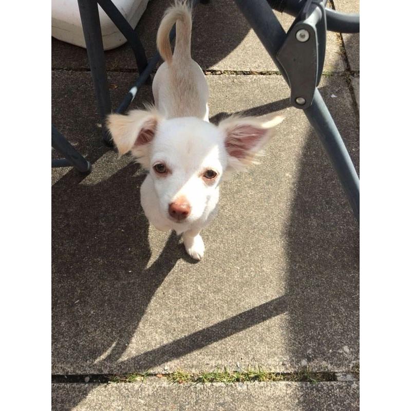 Pixie the chihuahua