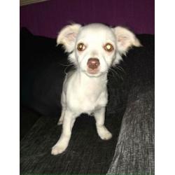 Pixie the chihuahua