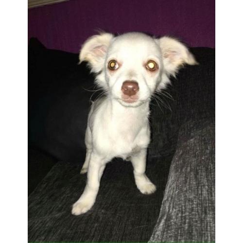 Pixie the chihuahua