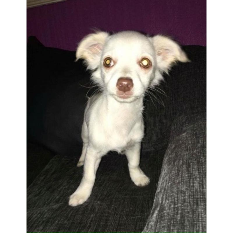 Pixie the chihuahua