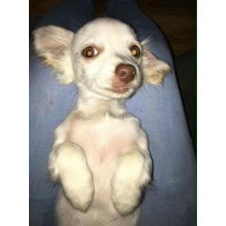 Pixie the chihuahua
