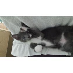 Hunter Grey/white kitten