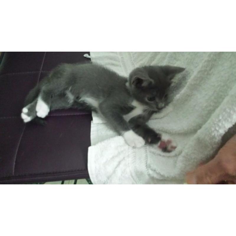 Hunter Grey/white kitten