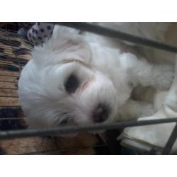 bichon maltese puppy