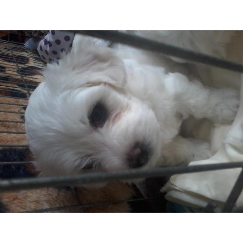 bichon maltese puppy