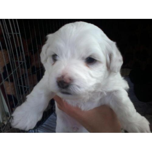 bichon maltese puppy