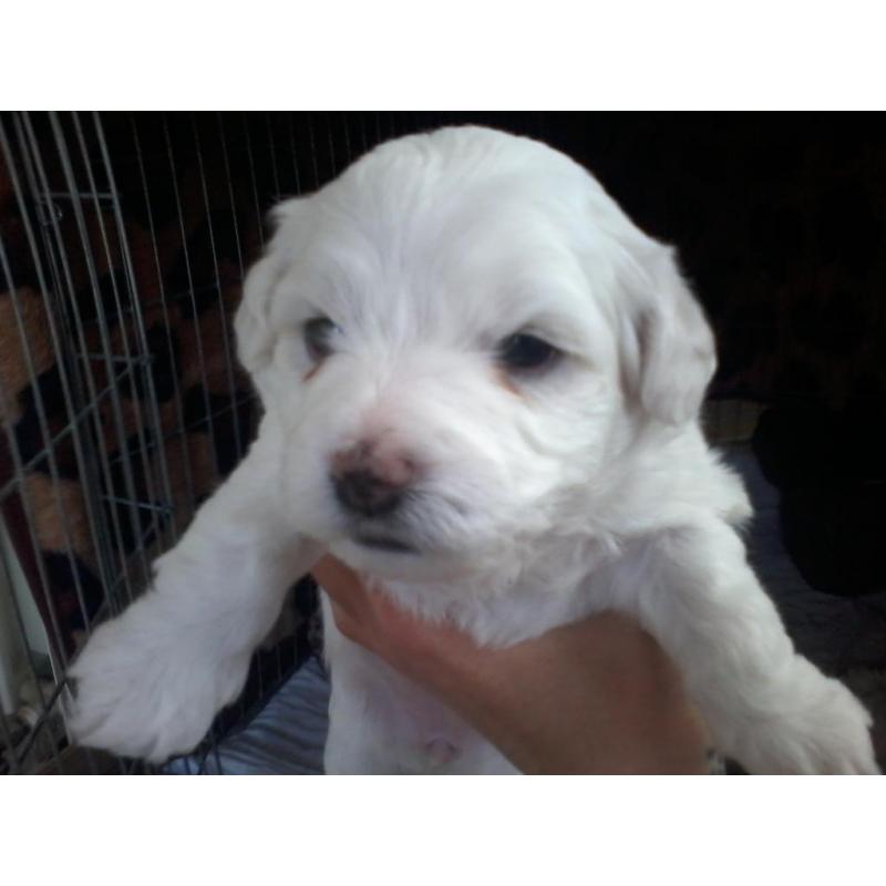 bichon maltese puppy