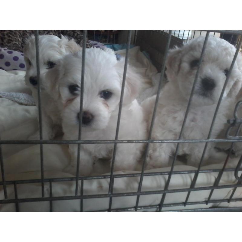 bichon maltese puppy