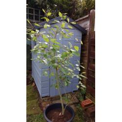 Potted Willow Tree 6ft Tall