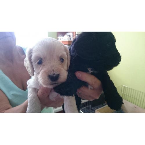 F1 Cockerpoo Puppies for sale. 3 Apricot girls, 1 black boy with white bib.