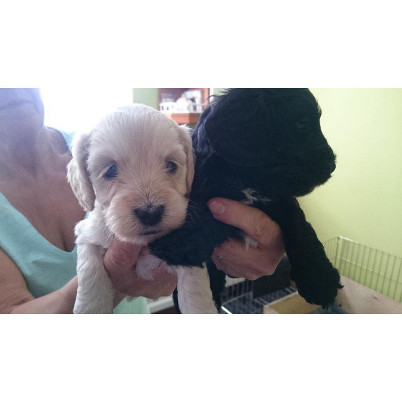 F1 Cockerpoo Puppies for sale. 3 Apricot girls, 1 black boy with white bib.