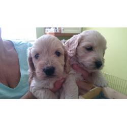 F1 Cockerpoo Puppies for sale. 3 Apricot girls, 1 black boy with white bib.