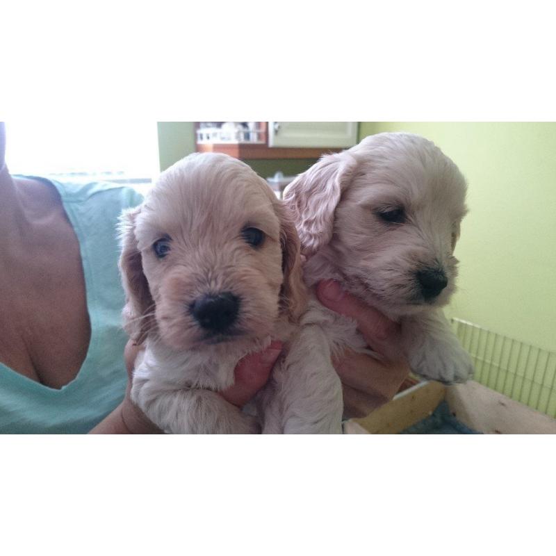 F1 Cockerpoo Puppies for sale. 3 Apricot girls, 1 black boy with white bib.