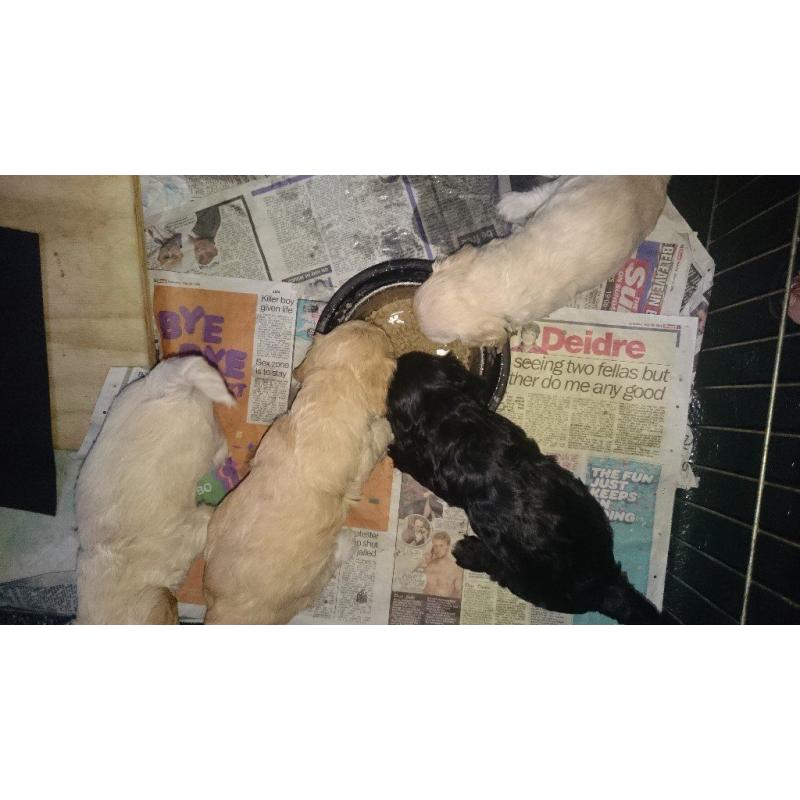 F1 Cockerpoo Puppies for sale. 3 Apricot girls, 1 black boy with white bib.