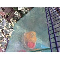 Gerbil cage