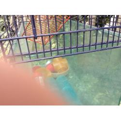 Gerbil cage