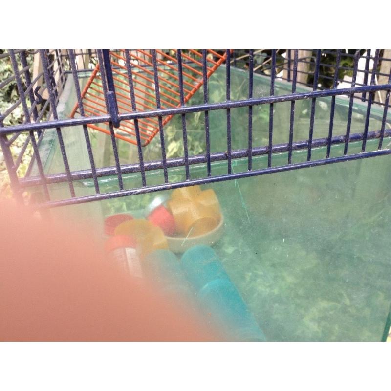 Gerbil cage