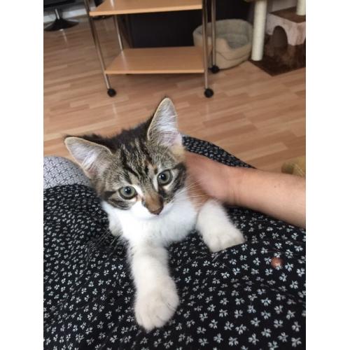 Lost kitten,only 3 months old,reward for return
