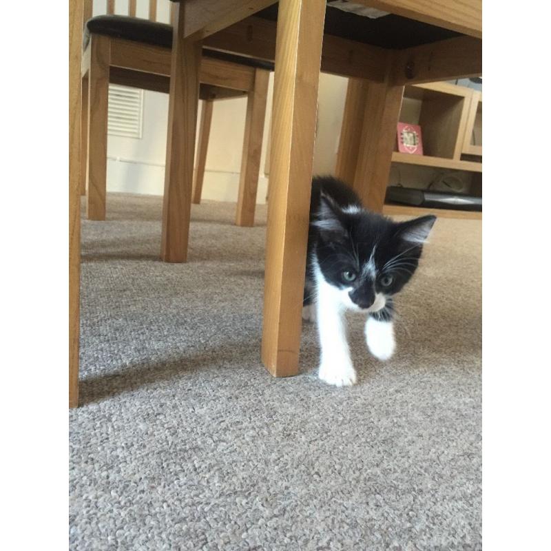 Kittens for sale. 8 weeks old. 3 black and one black and white