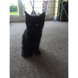 Kittens for sale. 8 weeks old. 3 black and one black and white