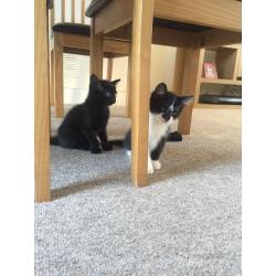 Kittens for sale. 8 weeks old. 3 black and one black and white
