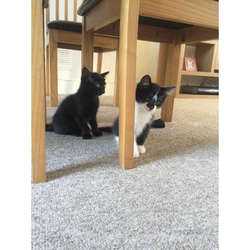 Kittens for sale. 8 weeks old. 3 black and one black and white