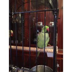 Indian ringneck
