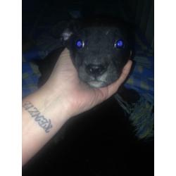 beautiful staff pups