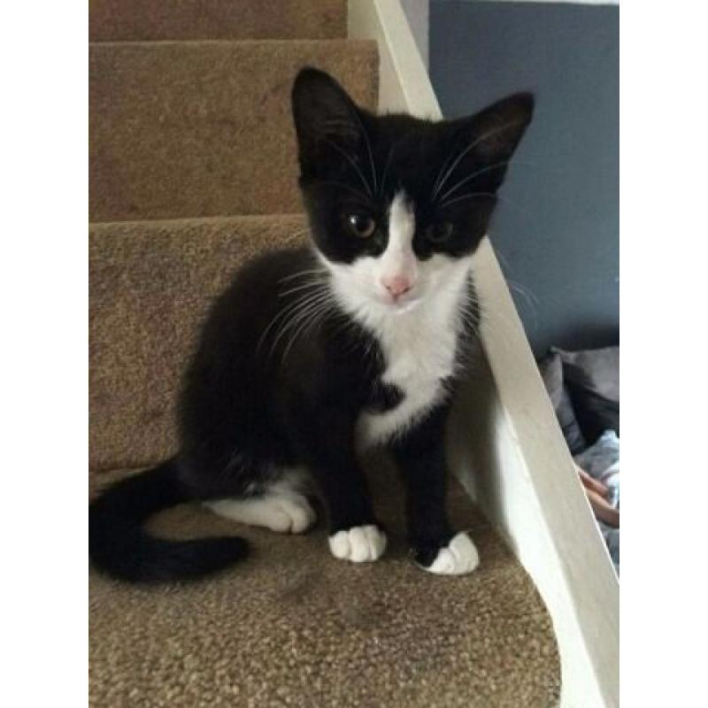 Kittens For Sale