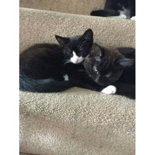 Kittens For Sale