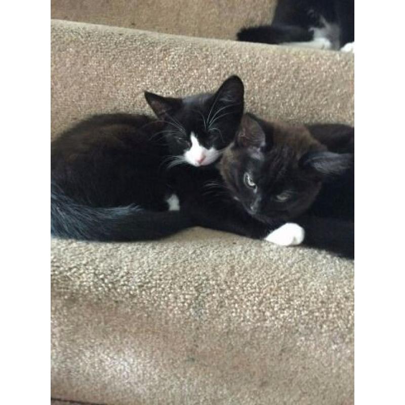 Kittens For Sale