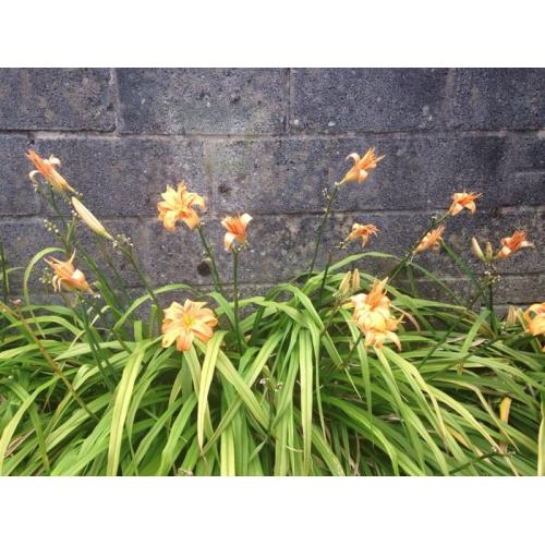 Day lillies