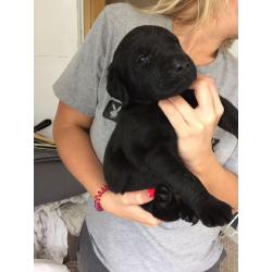 Black pedigree Labrador puppies for sale KC reg, microchip and first vaccination