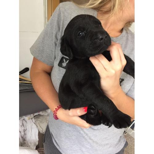Black pedigree Labrador puppies for sale KC reg, microchip and first vaccination