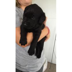 Black pedigree Labrador puppies for sale KC reg, microchip and first vaccination