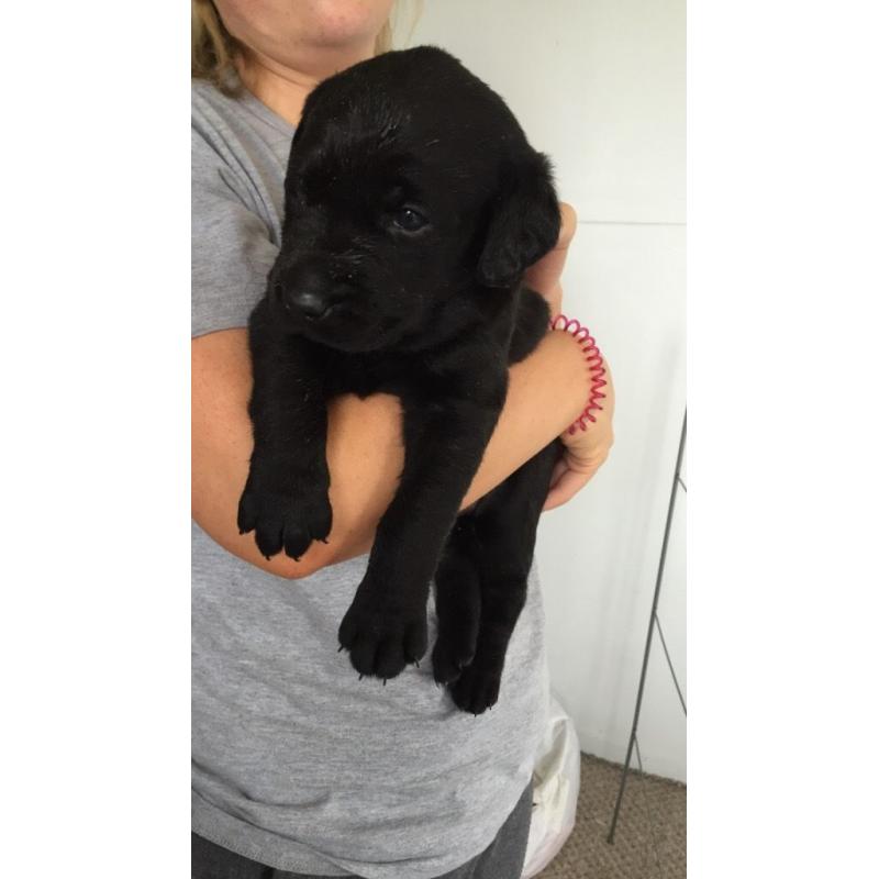 Black pedigree Labrador puppies for sale KC reg, microchip and first vaccination