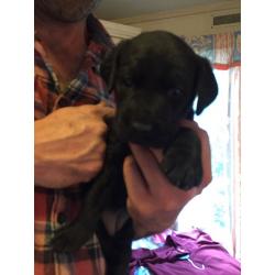 Black pedigree Labrador puppies for sale KC reg, microchip and first vaccination