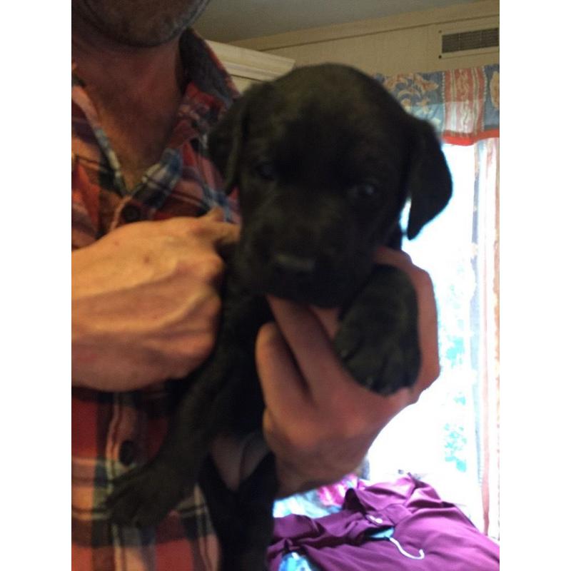 Black pedigree Labrador puppies for sale KC reg, microchip and first vaccination
