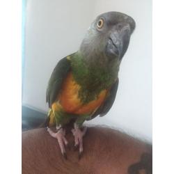 beautiful senegal talking parrot