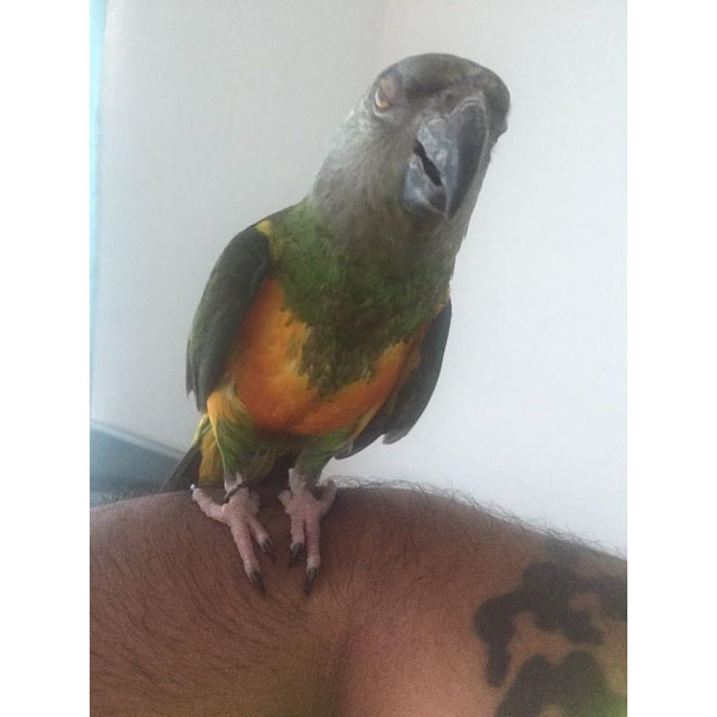 beautiful senegal talking parrot