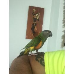 beautiful senegal talking parrot