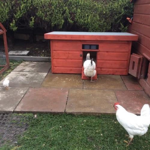 Duck/chicken shed