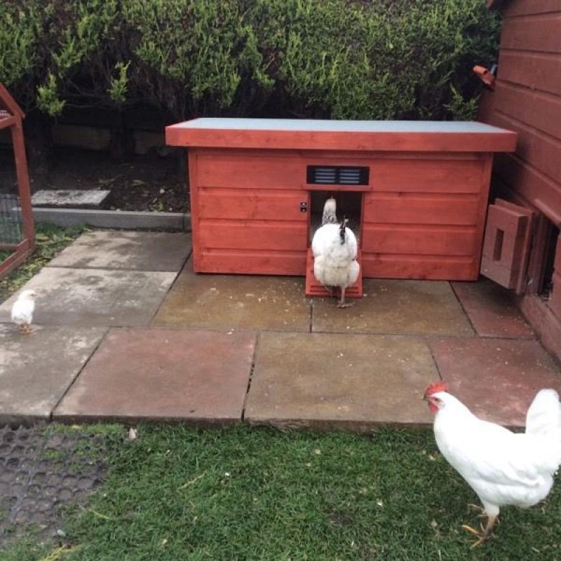 Duck/chicken shed