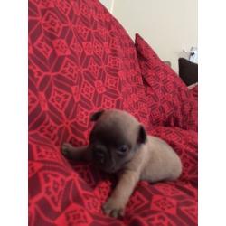 STUNNING BLUE FAWN FRENCH BULLDOG KC REG