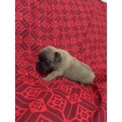 STUNNING BLUE FAWN FRENCH BULLDOG KC REG