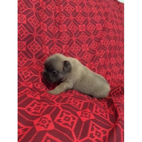 STUNNING BLUE FAWN FRENCH BULLDOG KC REG
