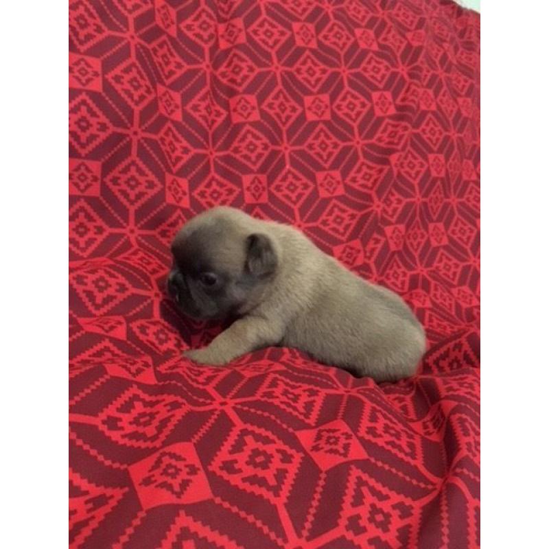 STUNNING BLUE FAWN FRENCH BULLDOG KC REG