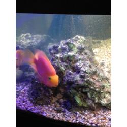 4-foot aquarium with various freshwater fish